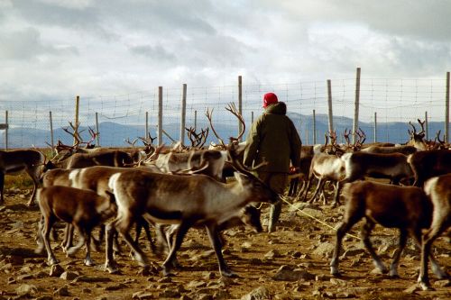 Renn&auml;ring i Kallak